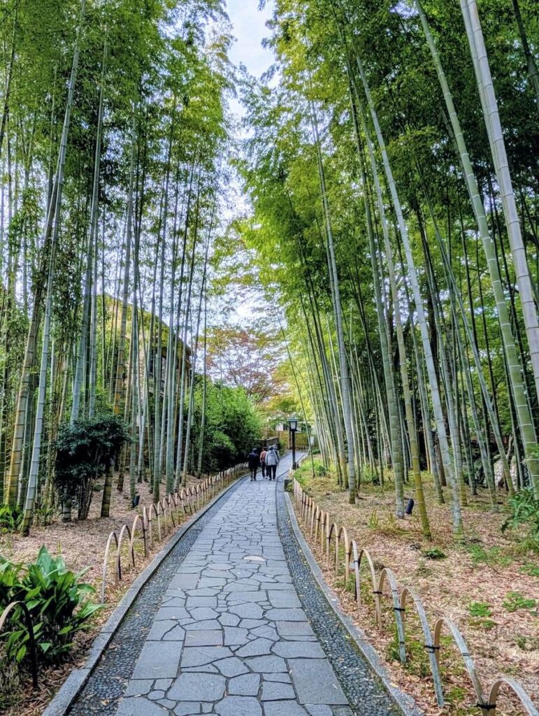 修善寺・竹林に差し込む朝の光と静寂の道(伊豆・修善寺)