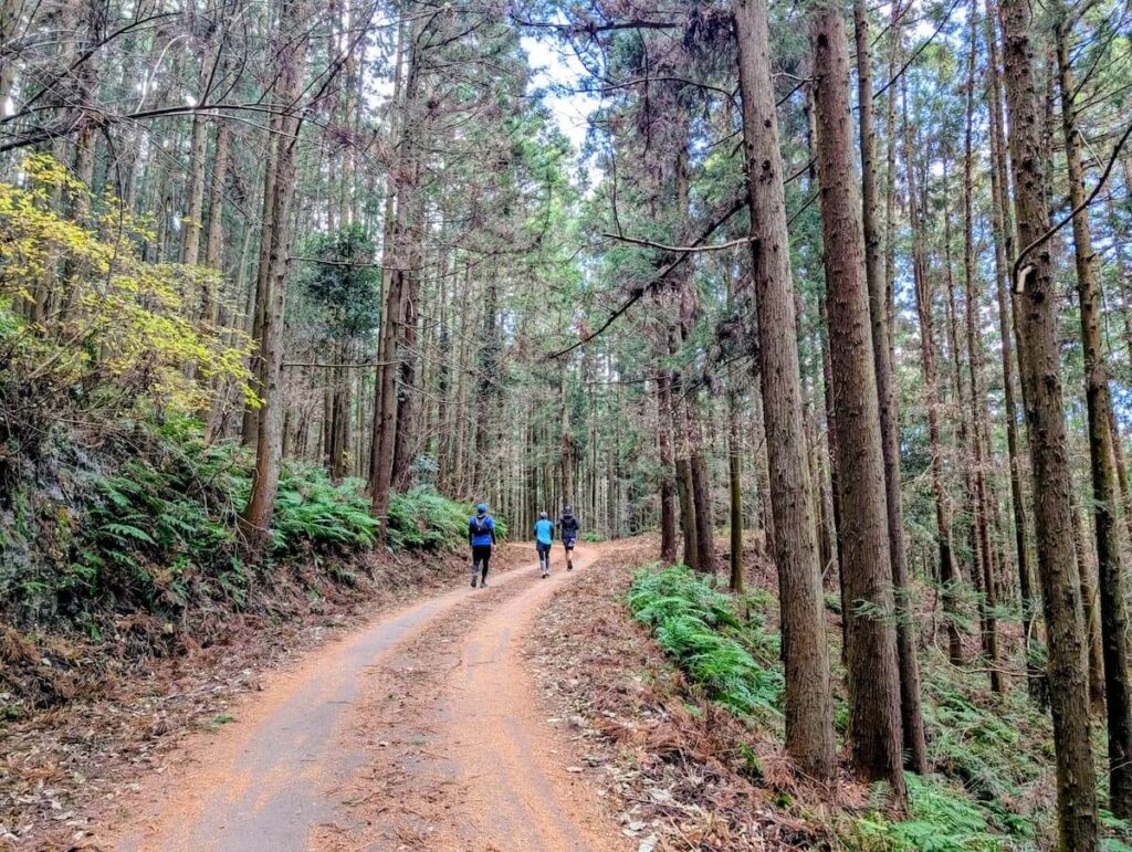 林に囲まれたカーブしたトレイルランコースの風景